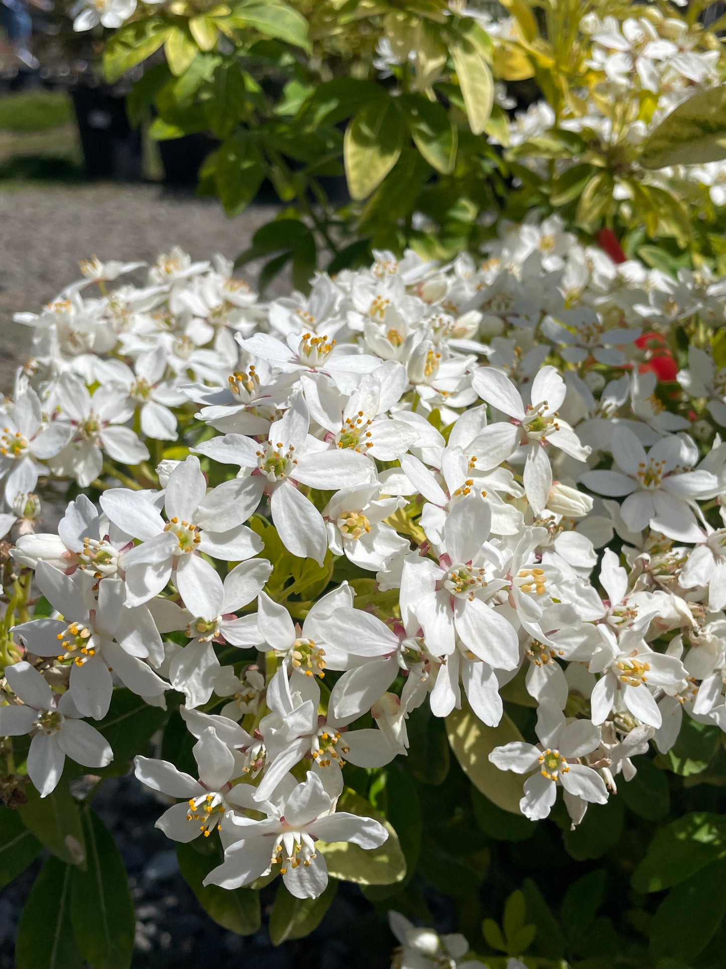 Choisya ternata 'Sundance'