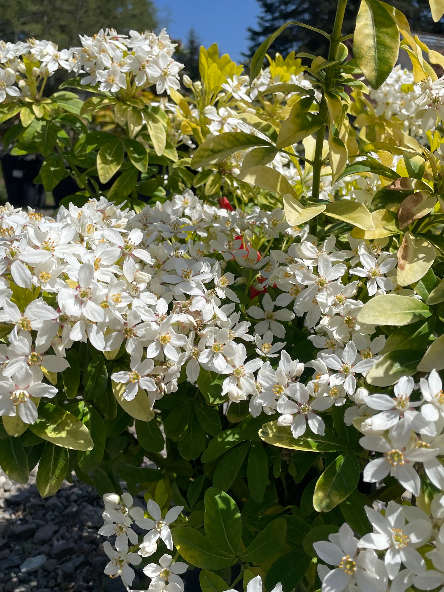 Choisya ternata 'Sundance'