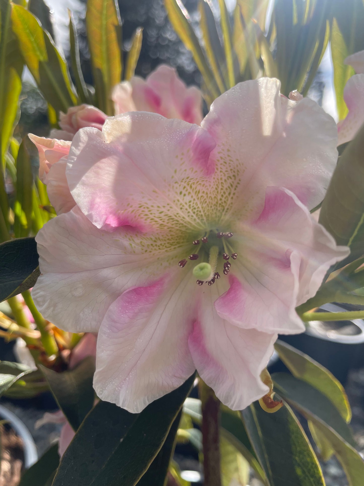 R. 'Christmas Candy'