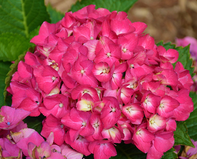 Hydrangea 'Cityline Paris'