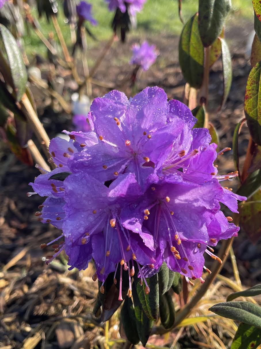 R. 'Cobalt'