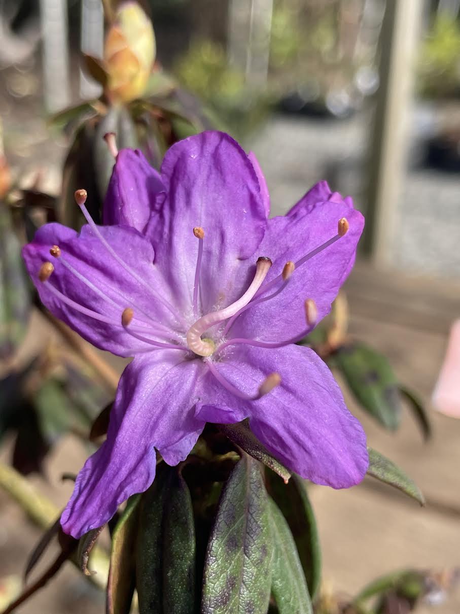 R. 'Cobalt'