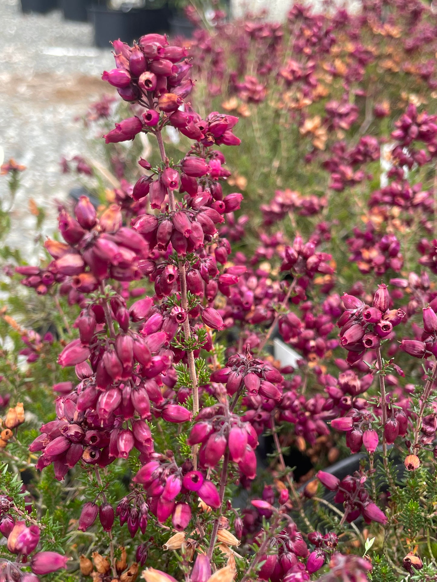 Erica cinerea 'Contrast'