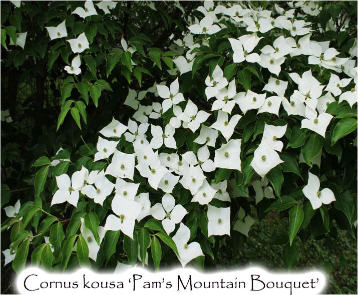 Cornus kousa 'Pam's Mountain Bouquet'