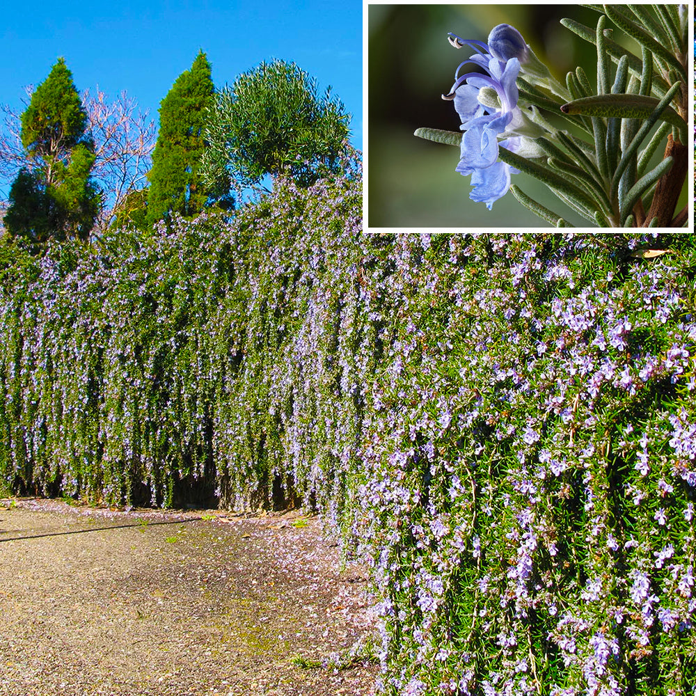 Trailing or Creeping Rosemary - Rosmarinus officinalis 'Huntington Carpet'