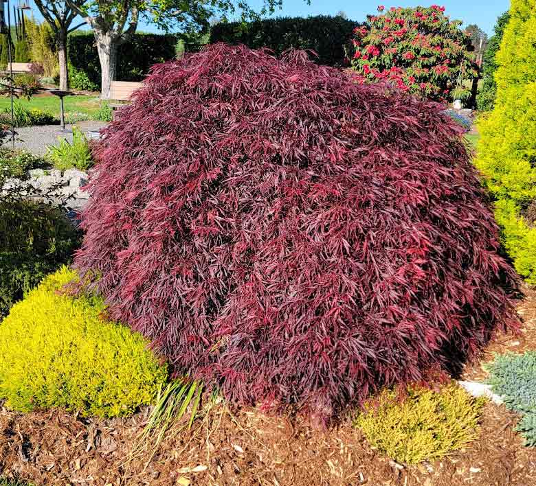 Acer palmatum 'Crimson Queen'