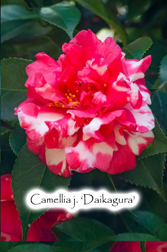 Camellia japonica 'Daikagura'