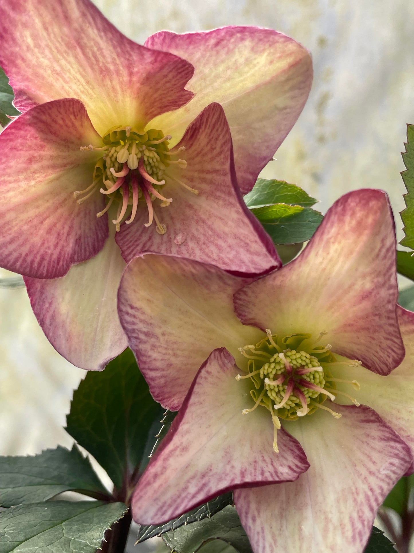 Helleborus x glandofensis 'HGC Ice n' Roses Dark Picotee'