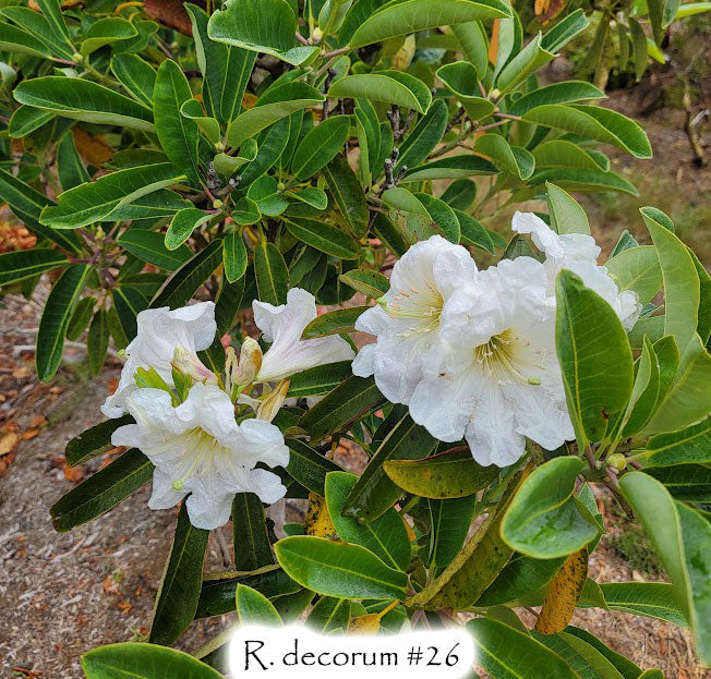 R. decorum #26
