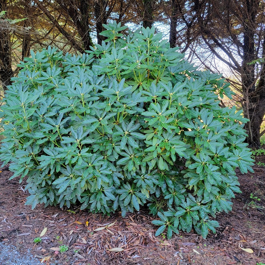 R. decorum 'Schick Form'