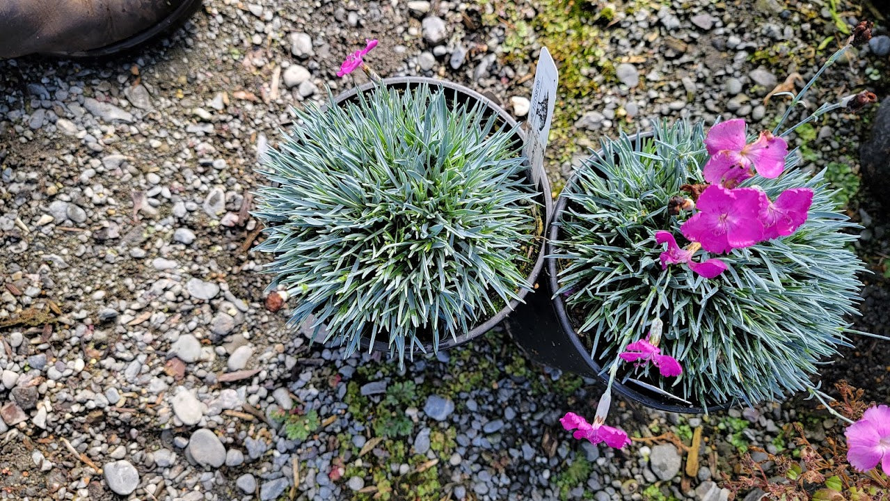 Dianthus 'Blue Hills'