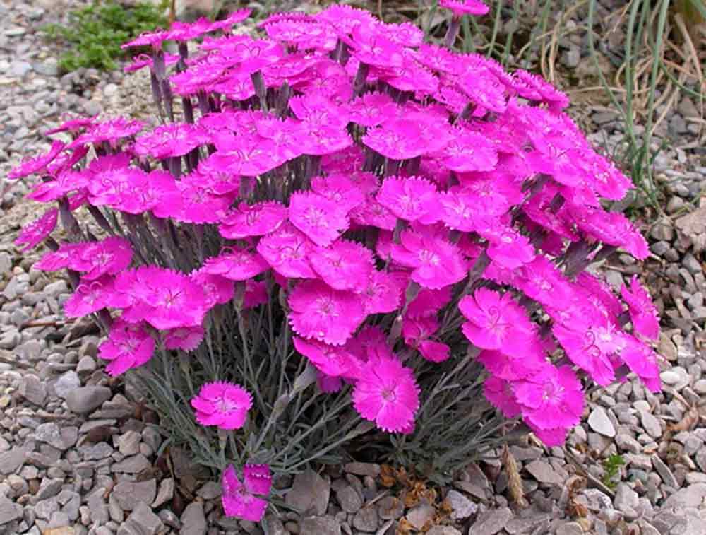 Dianthus 'Blue Hills'