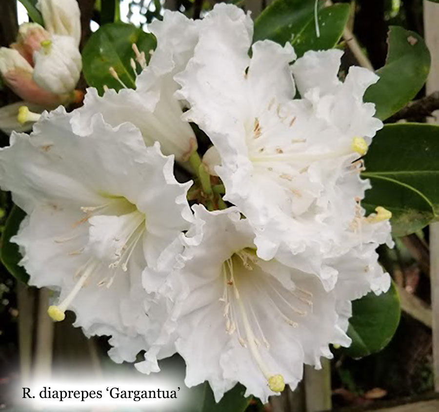 R. diapreppes 'Gargantua'