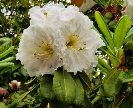 R. decorum ssp. diapreppes 'Gargantua'