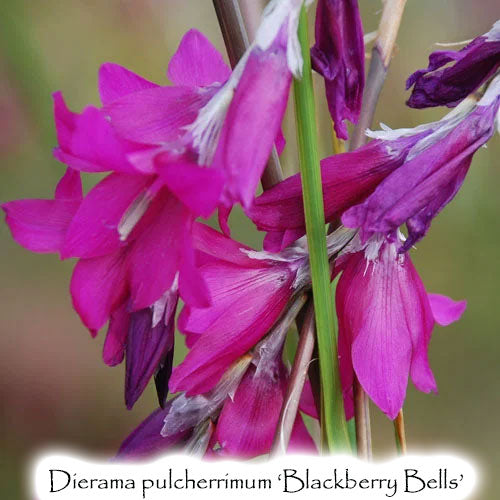 Dierama pulcherrimum 'Blackberry Bells'