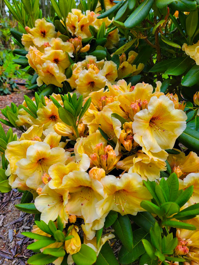 R. 'Don's Screaming Yellow Zonkers'