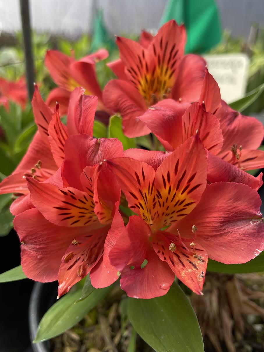 Alstroemeria 'Elaine Orange'