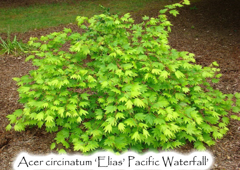 Acer circinatum 'Elias Pacific Waterfall'