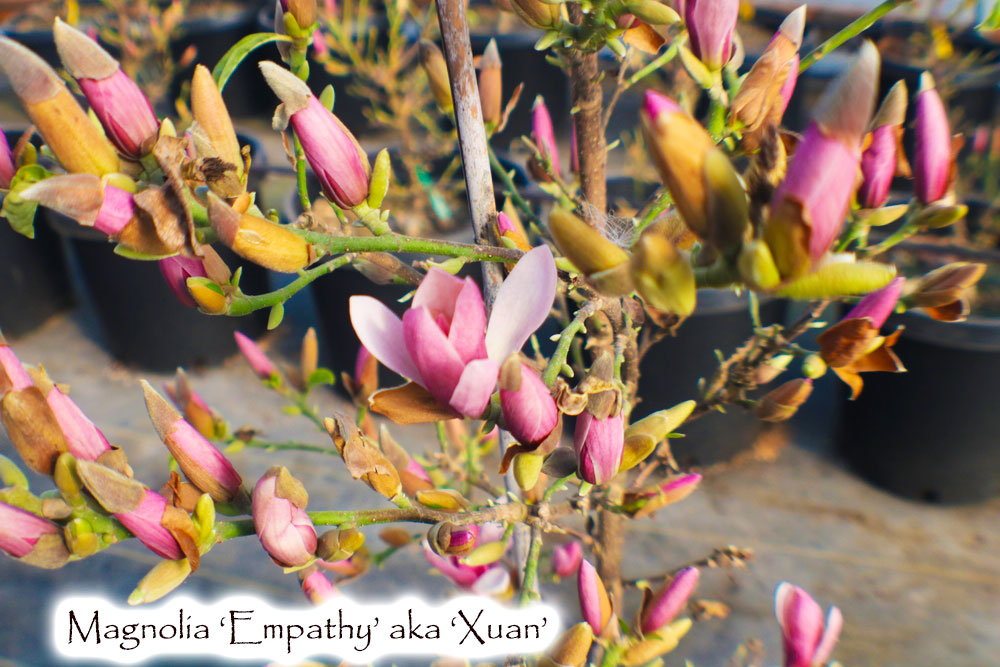 Magnolia 'Empathy'
