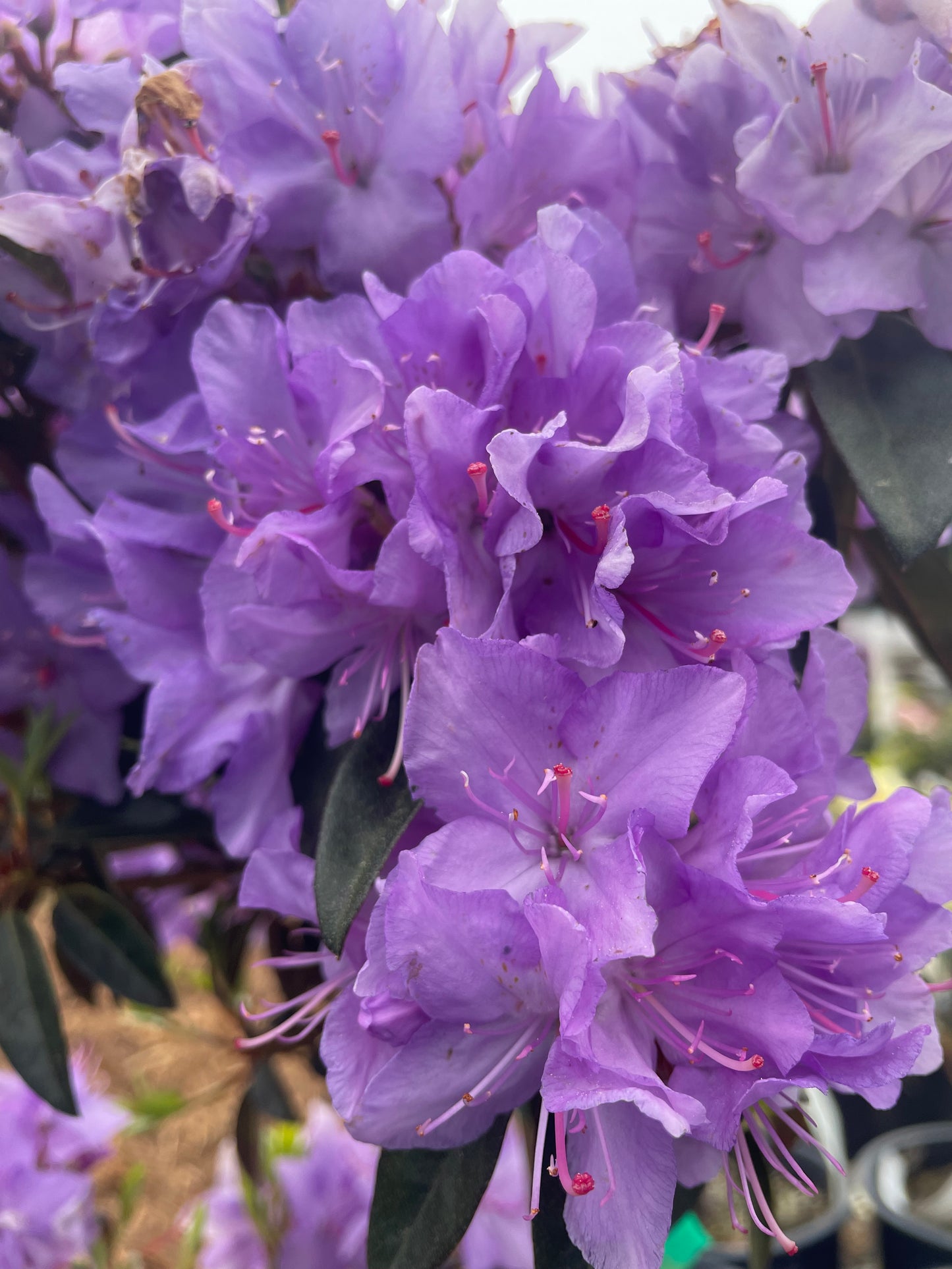 Evening Sky Augustinii Rhododendron