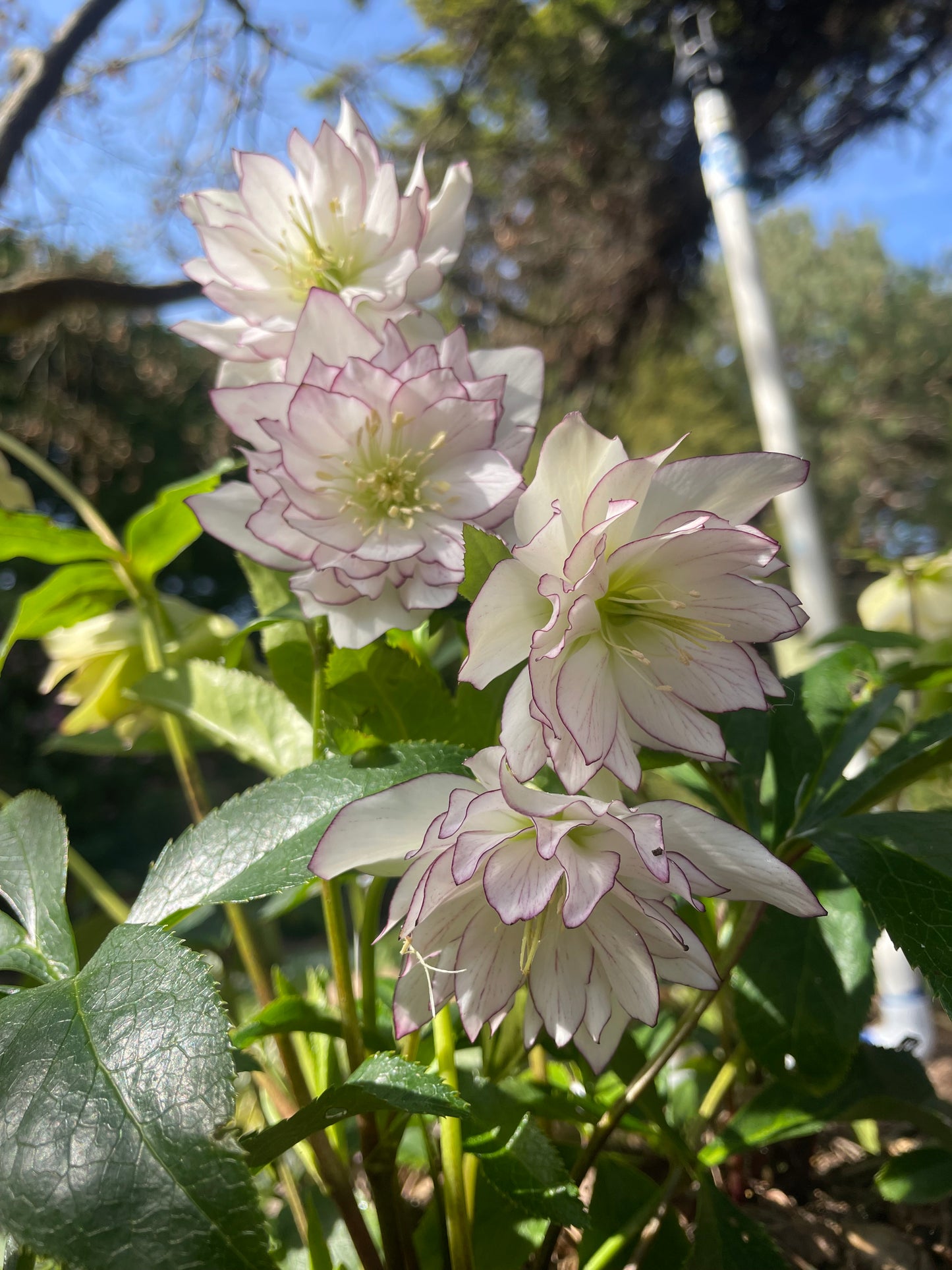 Helleborus x hybridus Winter Jewels 'Fire & Ice'