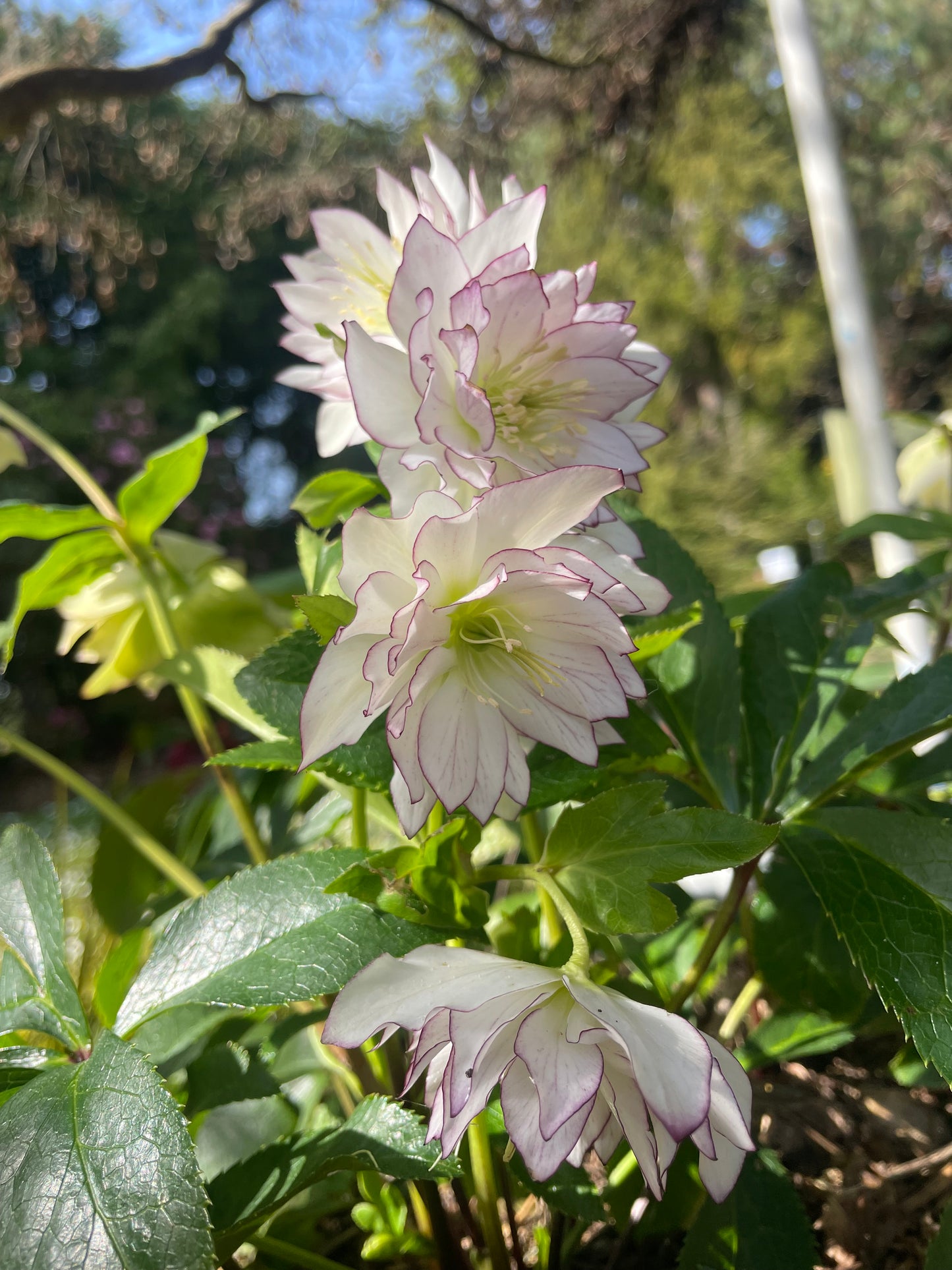 Helleborus x hybridus Winter Jewels 'Fire & Ice'