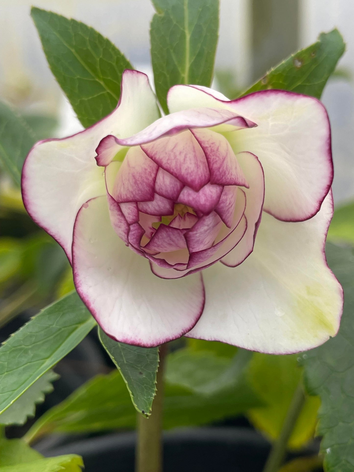 Helleborus x hybridus Winter Jewels 'Fire & Ice'