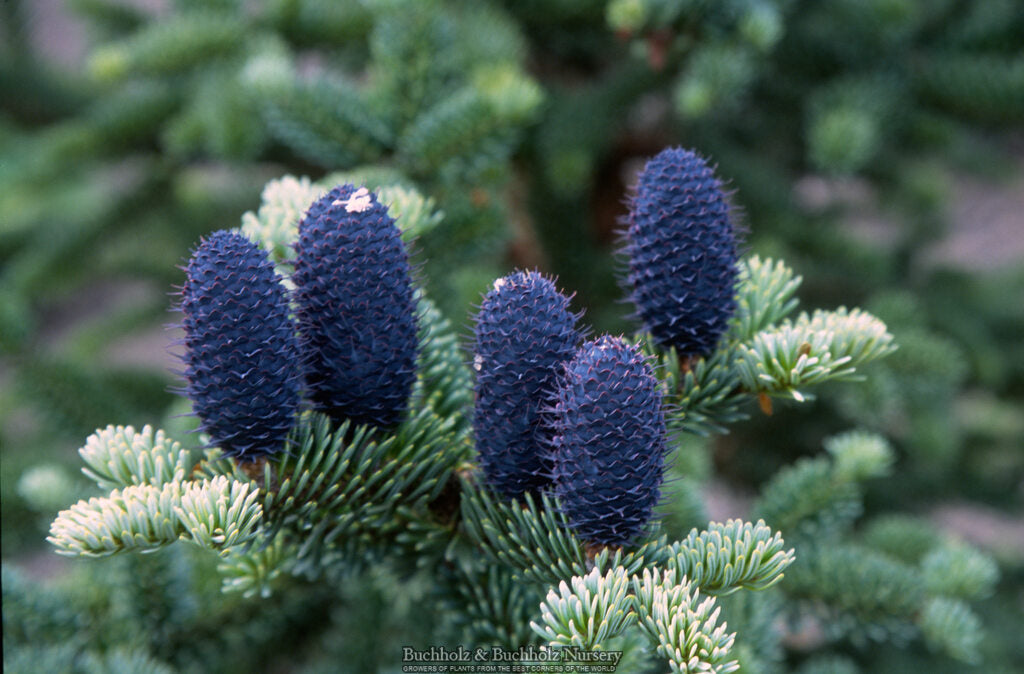 Abies squamata 'Flaky'