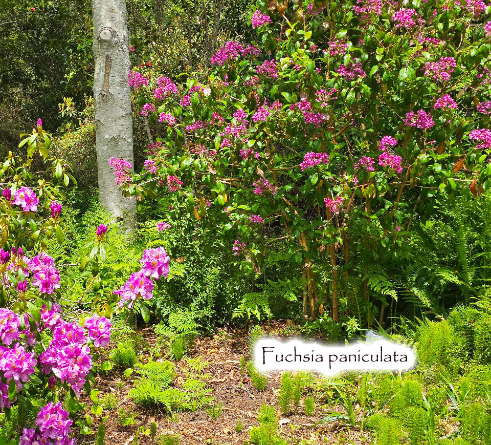 Fuchsia paniculata