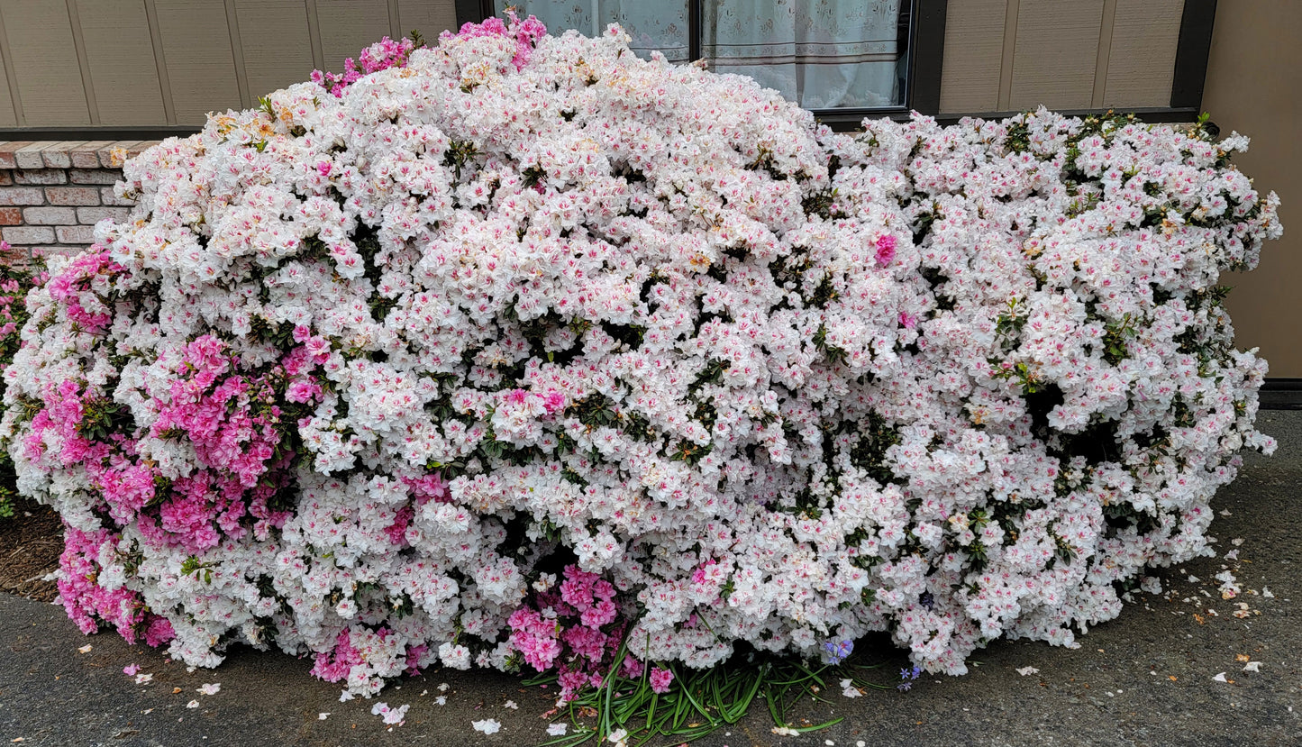 Satsuki azalea 'Johga'