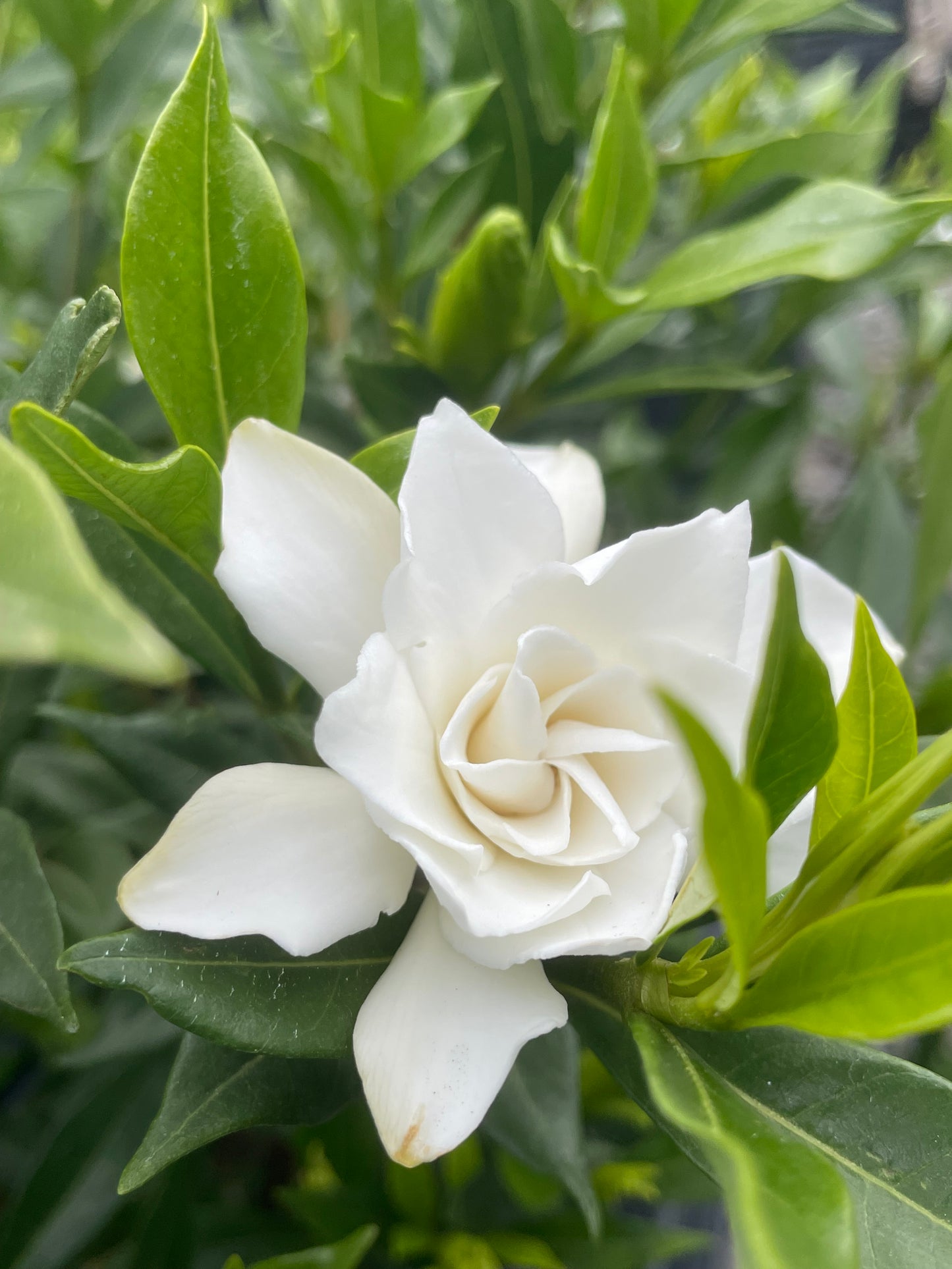 Gardenia jasminoides 'Frostproof' - Cape Jasmine