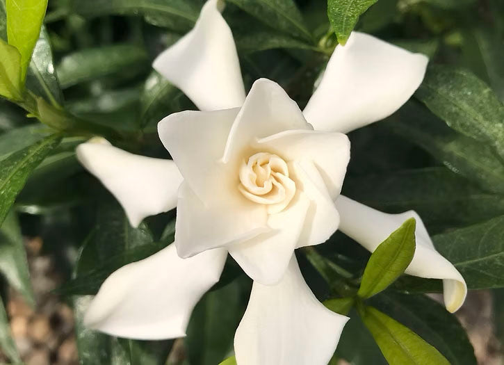 Gardenia jasminoides 'Frostproof' - Cape Jasmine