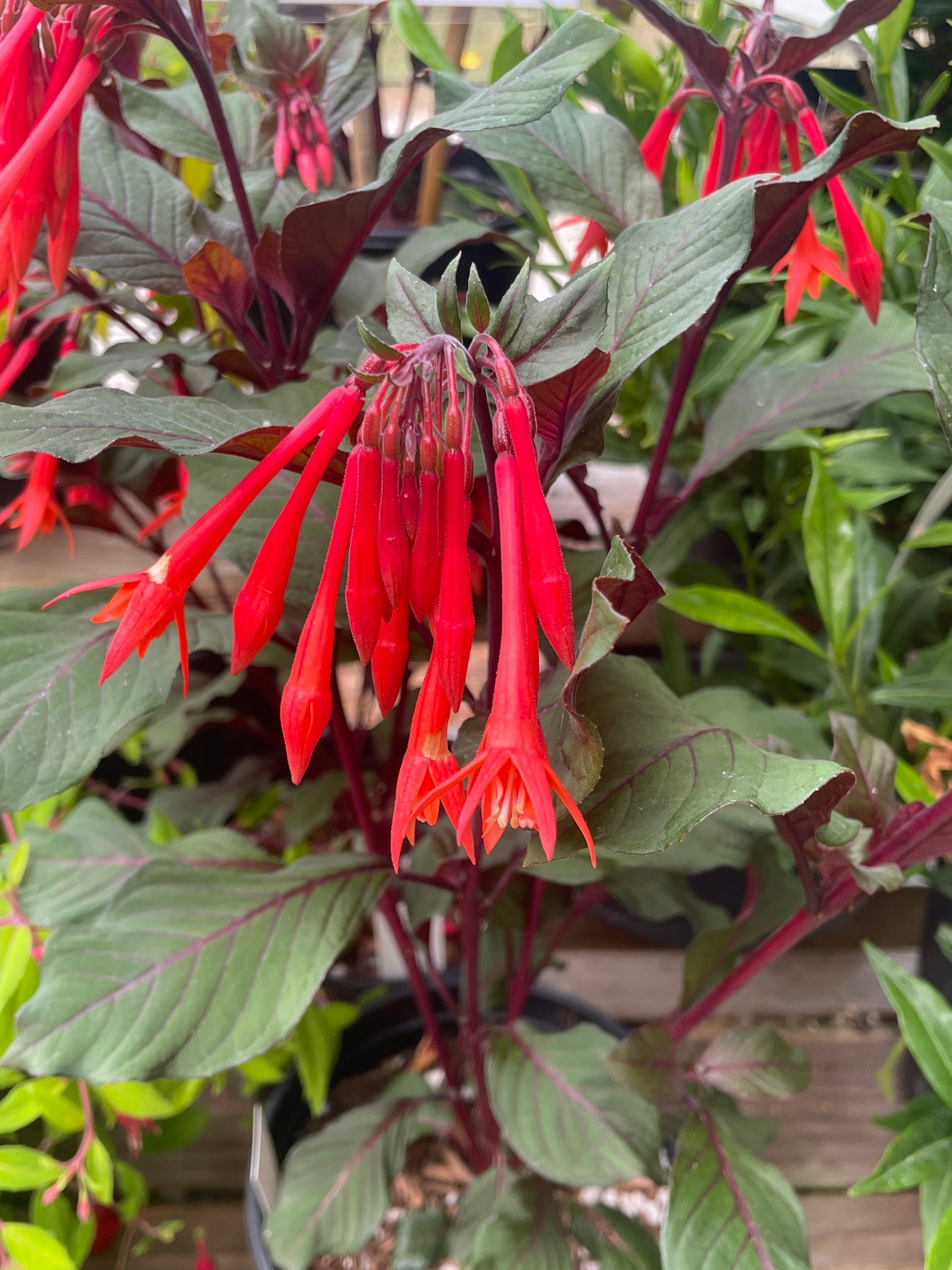 Fuchsia triphylla 'Gartenmeister Bonstedt'