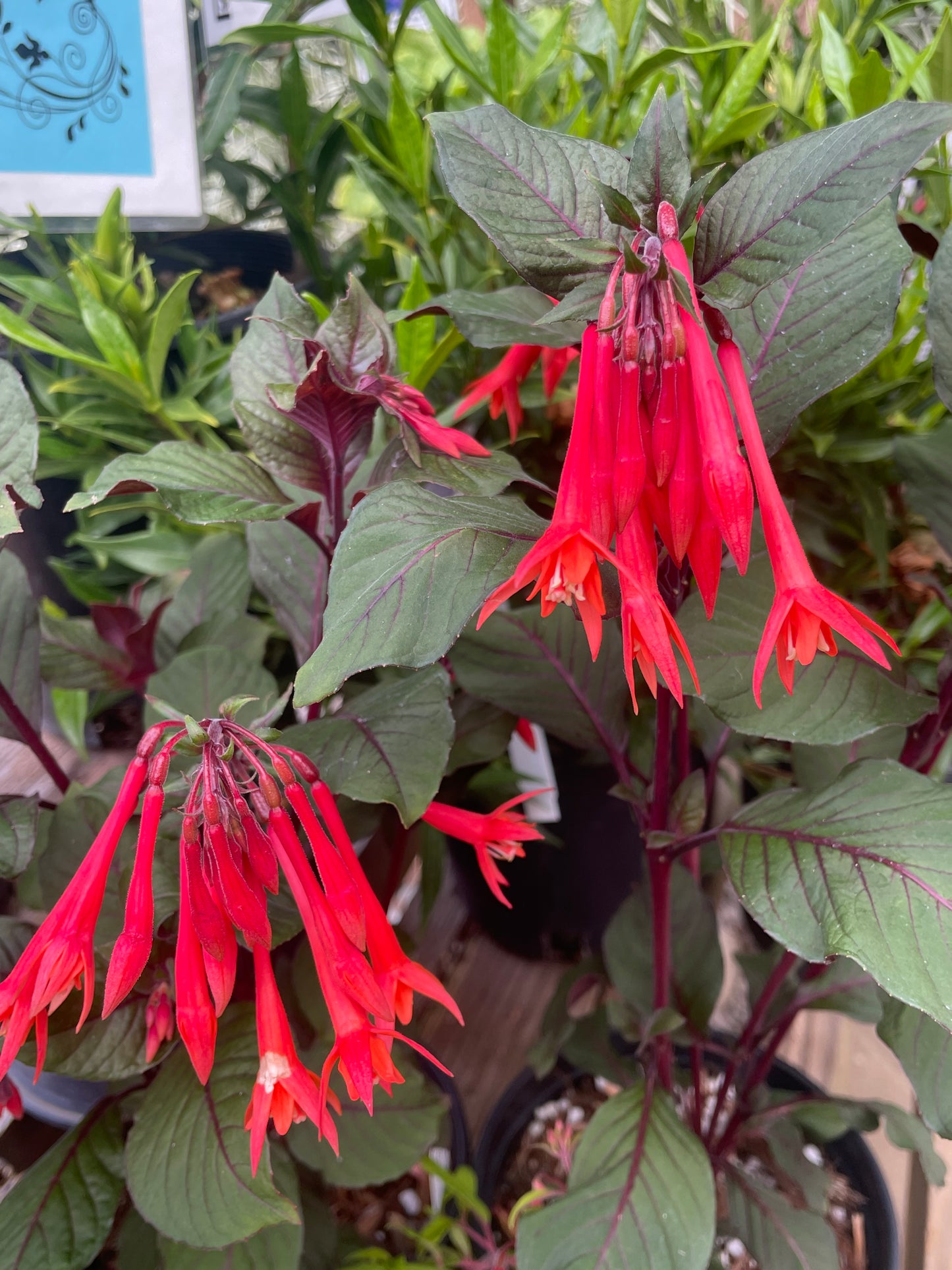 Fuchsia triphylla 'Gartenmeister Bonstedt'