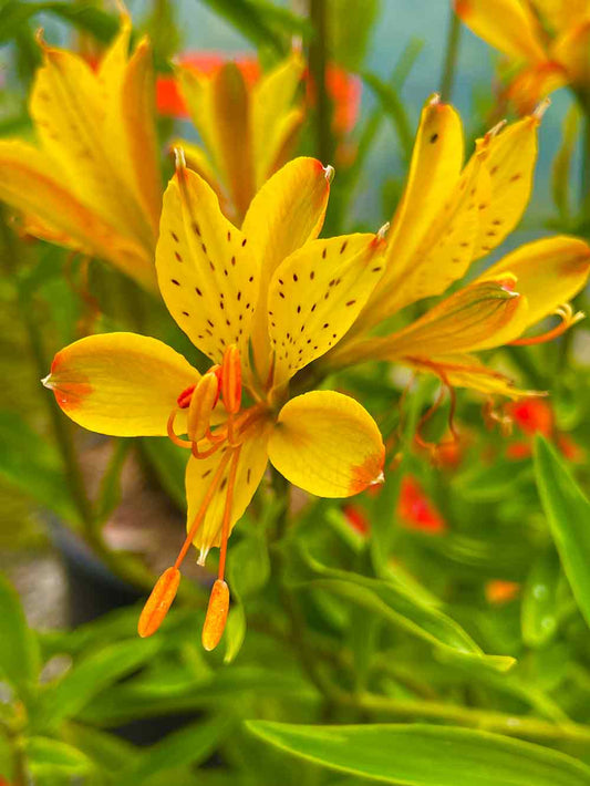 Alstroemeria 'Glory of the Andes'