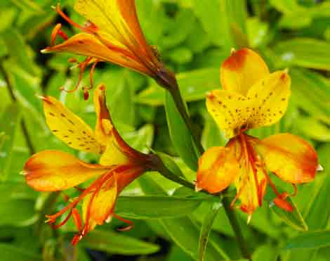 Alstroemeria 'Glory of the Andes'