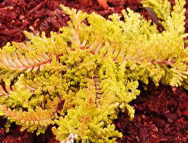 Calluna vulgaris 'Golden Carpet'