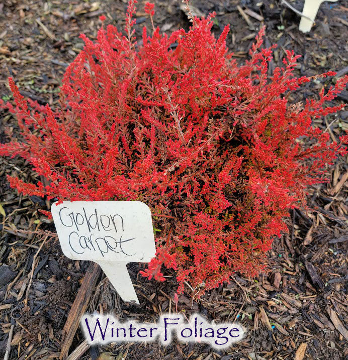 Calluna vulgaris 'Golden Carpet'