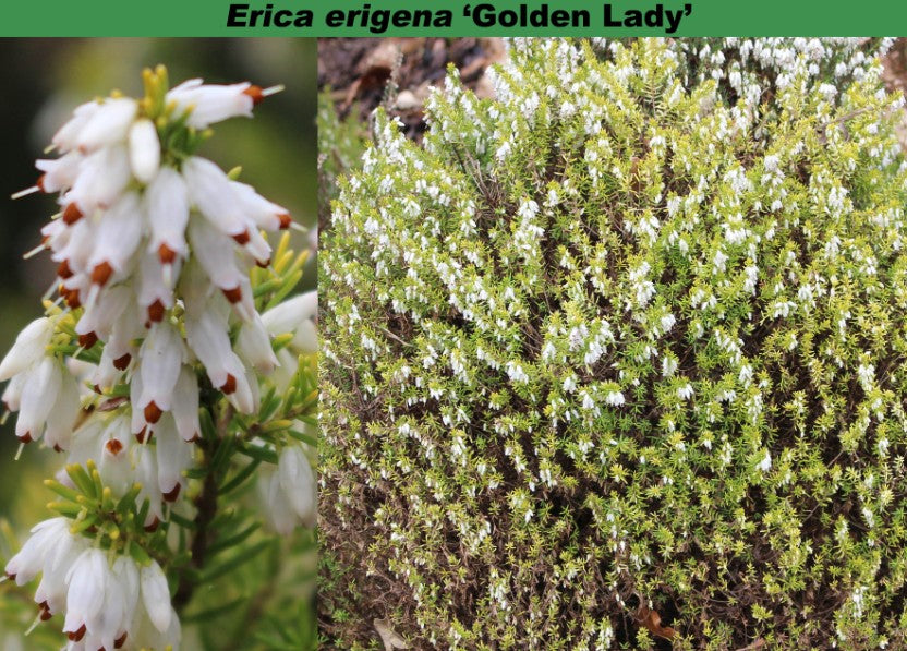 Erica erigena 'Golden Lady'