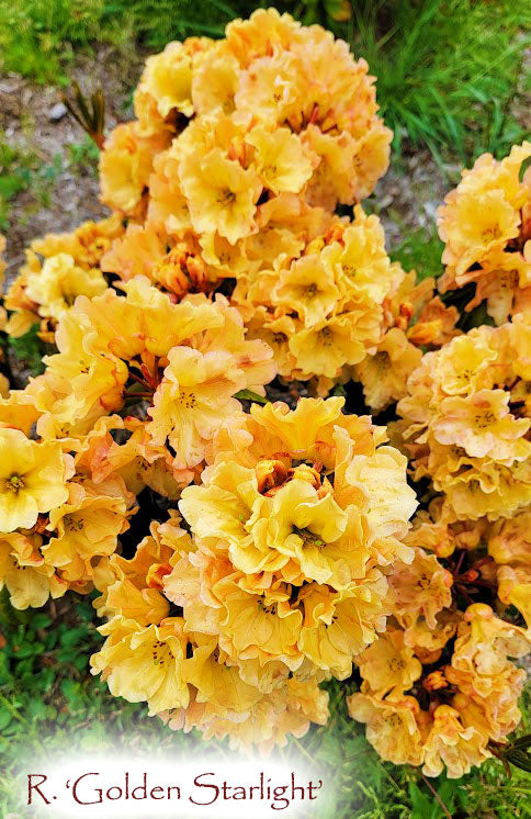R. Golden Starlight