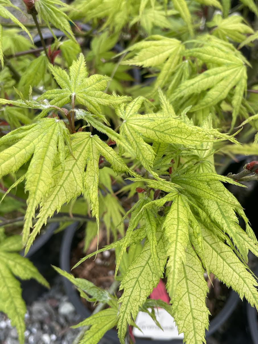 Acer palmatum 'Grandma Ghost'