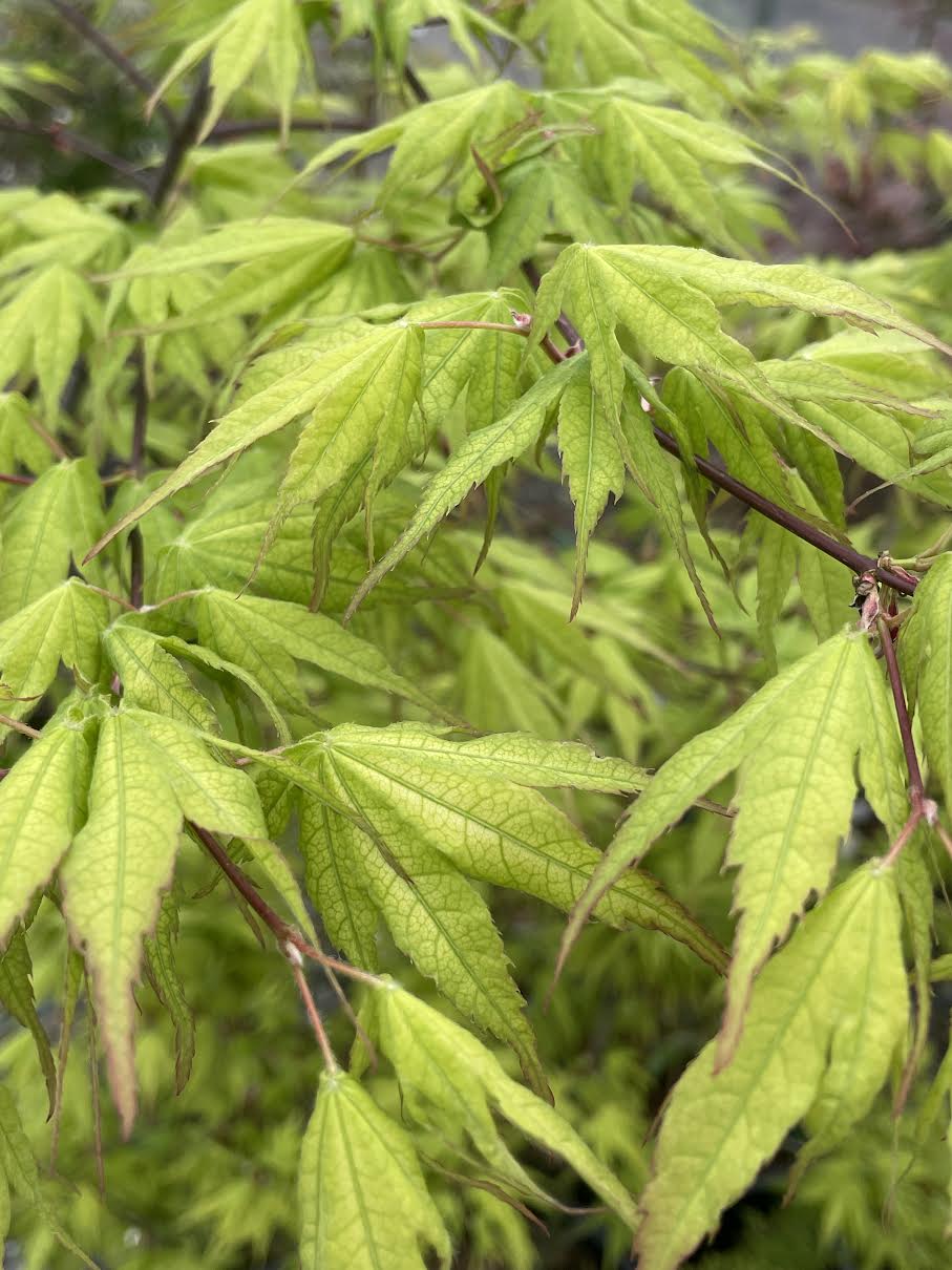 Acer palmatum 'Grandma Ghost'