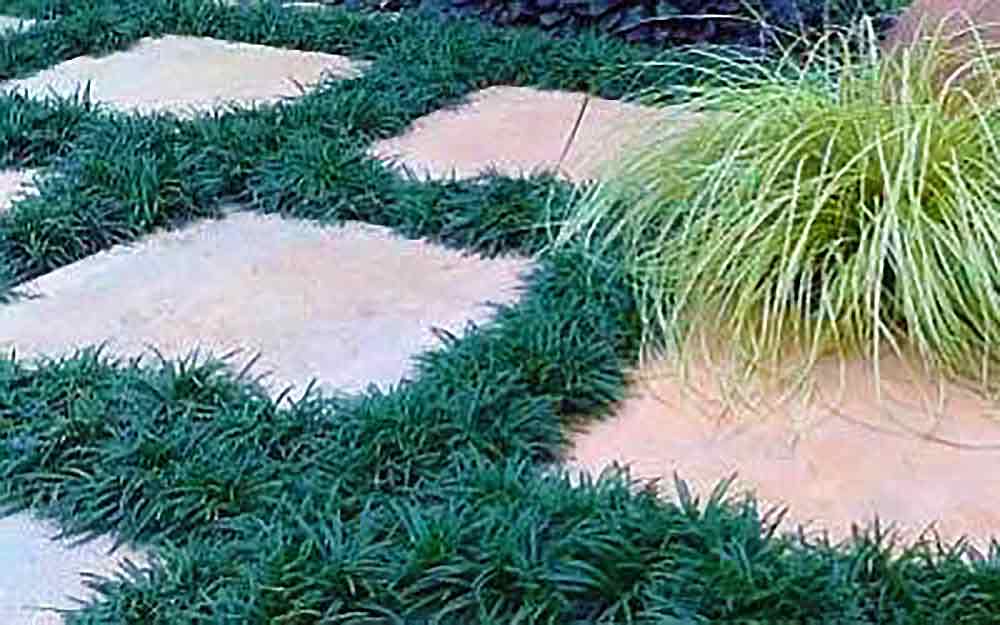 Green Dwarf Mondo Grass  -  Ophiopogon japonicus 'Nana'
