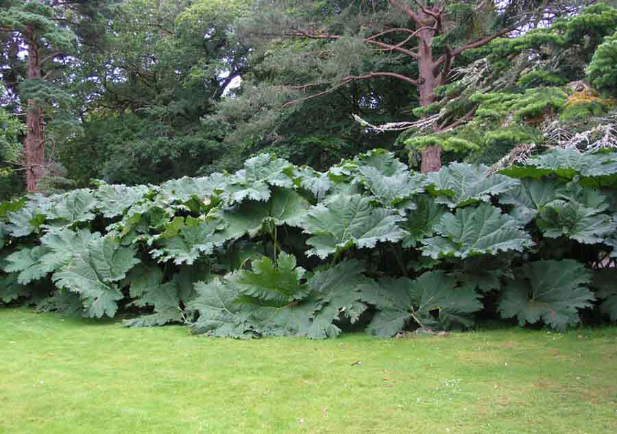 Gunnera tinctoria