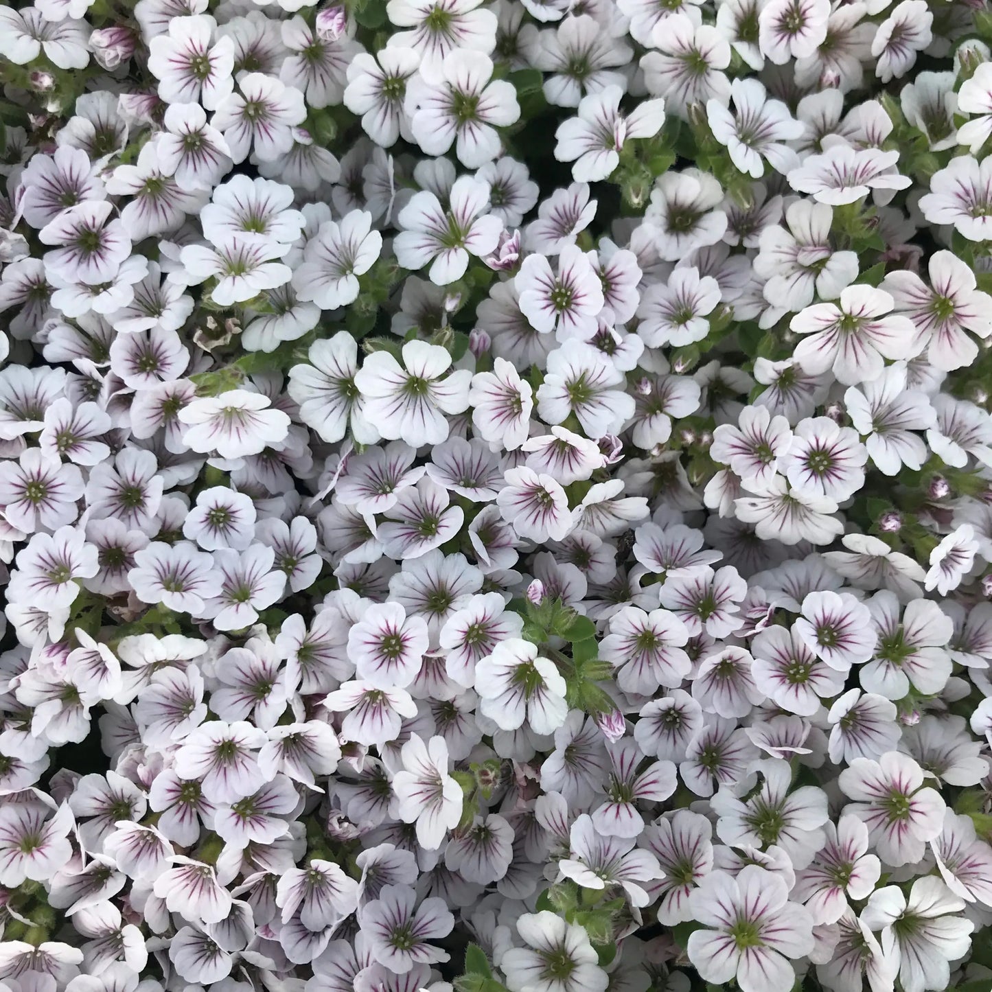 Gypsophila cerastoides