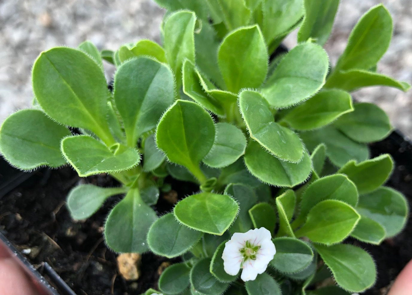 Gypsophila cerastoides