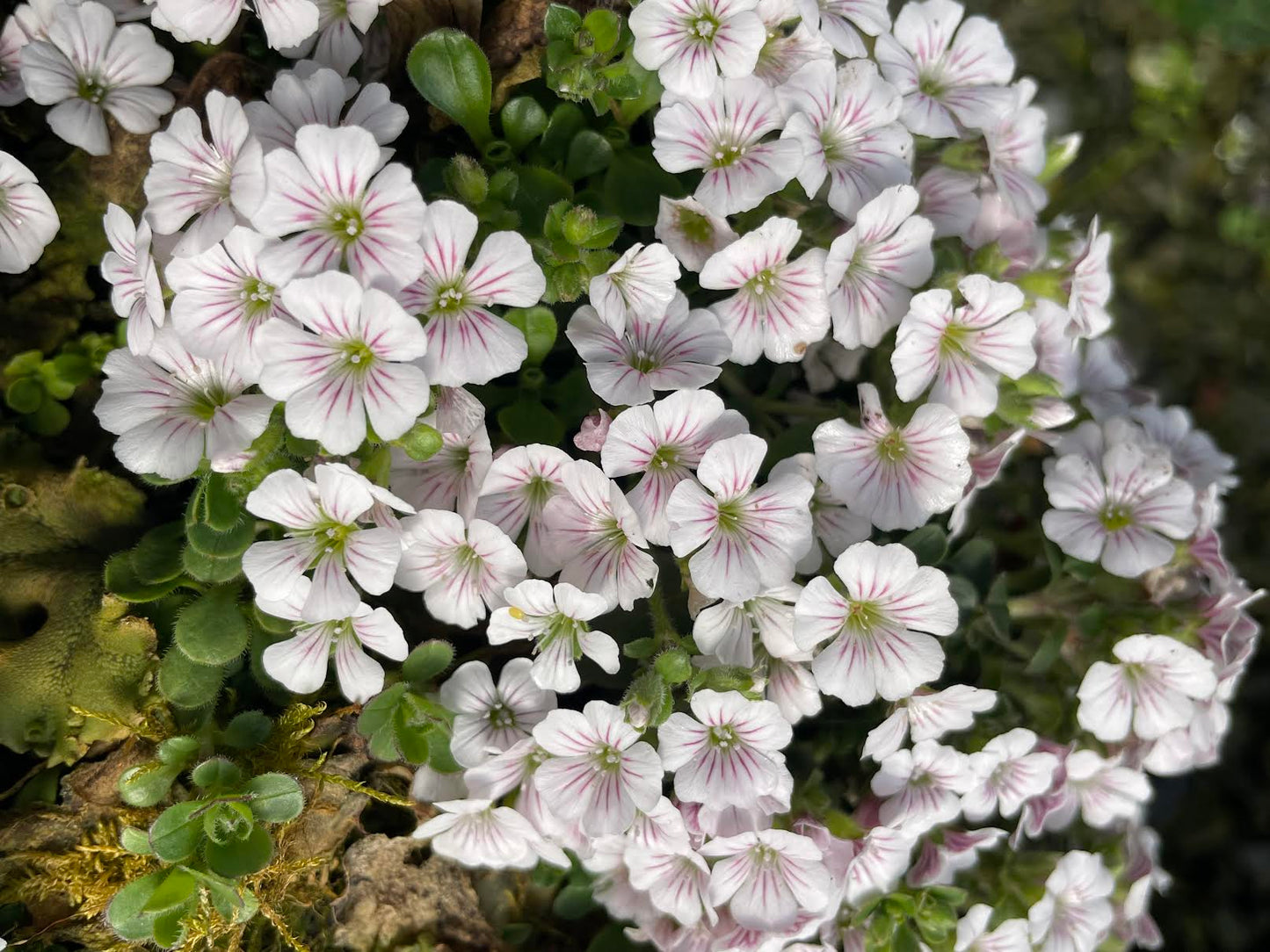 Gypsophila cerastoides