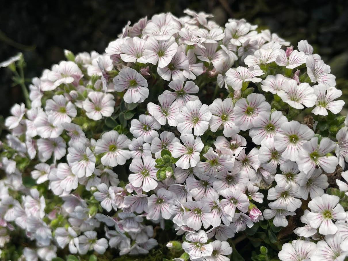 Gypsophila cerastoides