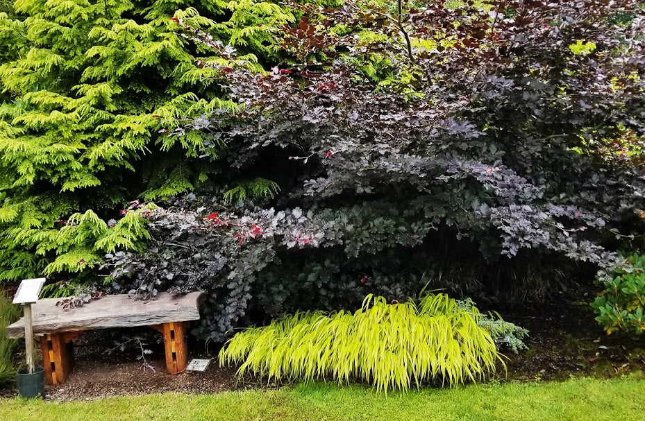 Fagus sylvatica 'Tortuosa Purpurea'