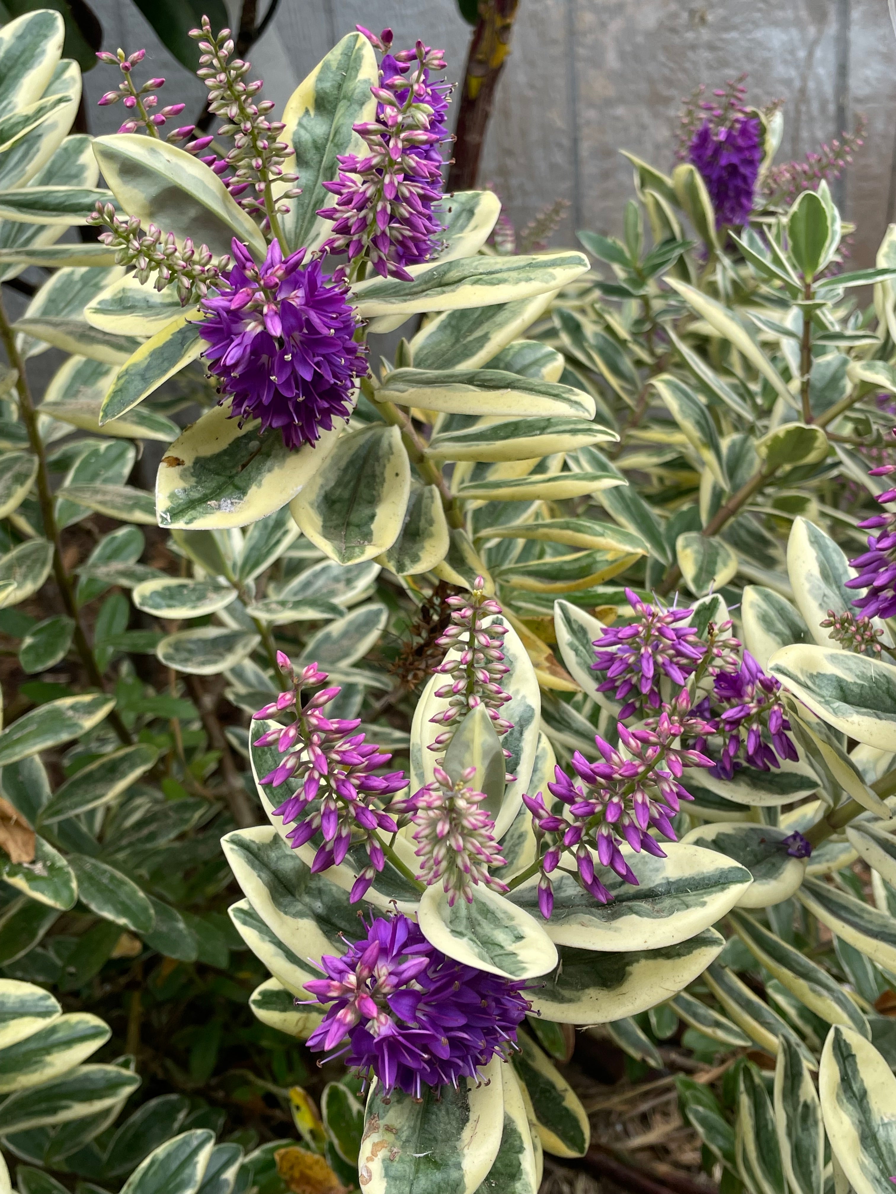 succulent plant with tall purple flowers Patty's Purple Variegated Hebe